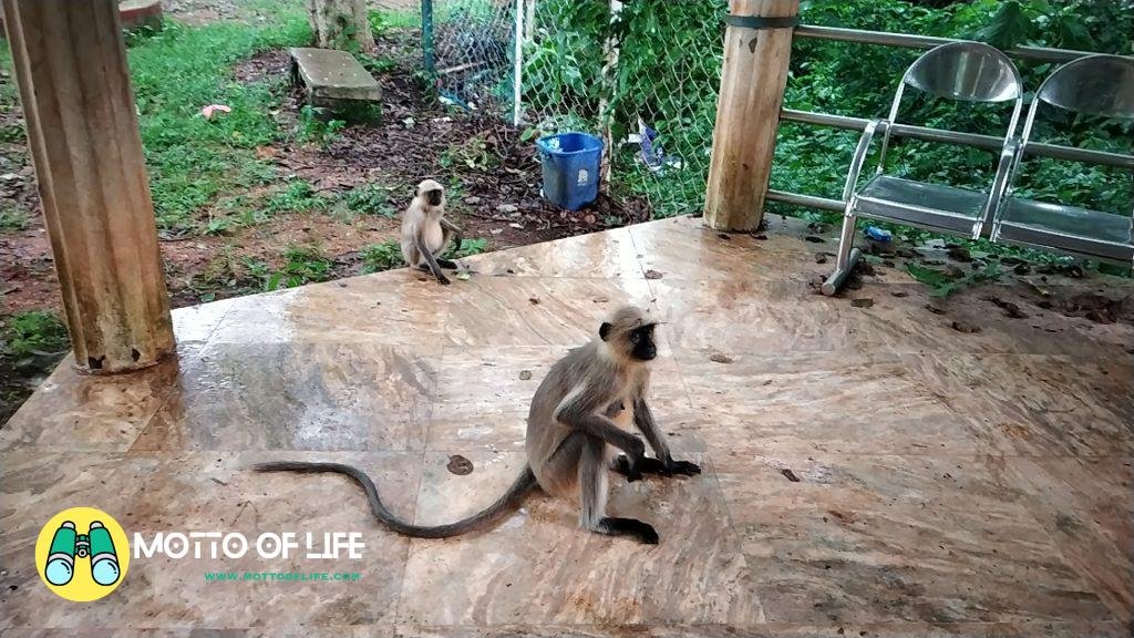 jhargram kanak durga mandir Monkeys